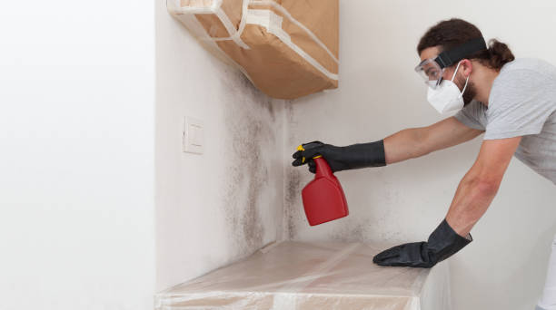 Professional Black Mold Remediation technician working in Helotes, TX