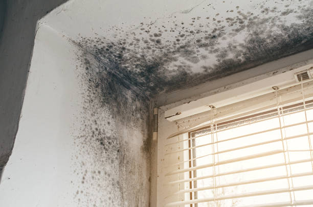 Affordable Black Mold Remediation solutions in Helotes, TX